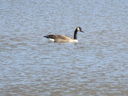 Filename=IMG_0139.JPG
Filesize=614KiB
Dimensions=2048x1536
Date added=Feb 11, 2018 IMG_0139.JPG