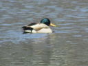 Filename=IMG_0140.JPG
Filesize=381KiB
Dimensions=2048x1536
Date added=Feb 11, 2018 IMG_0140.JPG
