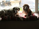 Filename=IMG_0155.JPG
Filesize=337KiB
Dimensions=2048x1536
Date added=Feb 11, 2018 IMG_0155.JPG