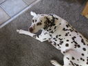 Filename=IMG_0180.JPG
Filesize=520KiB
Dimensions=2048x1536
Date added=Feb 11, 2018 IMG_0180.JPG