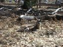 Filename=100_1316.JPG
Filesize=811KiB
Dimensions=2047x1534
Date added=Feb 01, 2018 100_1316.JPG