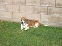 Filename=100_0479.JPG
Filesize=718KiB
Dimensions=2047x1534
Date added=Feb 01, 2018 100_0479.JPG