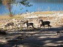 Filename=100_1096.JPG
Filesize=656KiB
Dimensions=2047x1534
Date added=Feb 01, 2018 100_1096.JPG