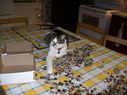 Filename=100_1106.JPG
Filesize=475KiB
Dimensions=2047x1534
Date added=Feb 01, 2018 100_1106.JPG