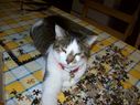 Filename=100_1107.JPG
Filesize=392KiB
Dimensions=2047x1534
Date added=Feb 01, 2018 100_1107.JPG