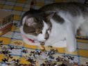 Filename=100_1113.JPG
Filesize=381KiB
Dimensions=2047x1534
Date added=Feb 01, 2018 100_1113.JPG