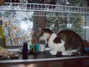Filename=100_0373.JPG
Filesize=725KiB
Dimensions=2047x1534
Date added=Feb 01, 2018 100_0373.JPG