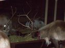 Filename=100_0463.JPG
Filesize=630KiB
Dimensions=2047x1534
Date added=Feb 01, 2018 100_0463.JPG