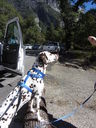 Filename=IMG_0337.JPG
Filesize=833KiB
Dimensions=1536x2048
Date added=Feb 01, 2018 IMG_0337.JPG
