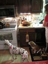 Filename=IMG_0369.JPG
Filesize=344KiB
Dimensions=1536x2048
Date added=Feb 01, 2018 IMG_0369.JPG