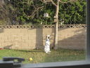 Filename=IMG_0414.JPG
Filesize=851KiB
Dimensions=2048x1536
Date added=Feb 01, 2018 IMG_0414.JPG