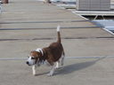 Filename=IMG_0444.JPG
Filesize=463KiB
Dimensions=2048x1536
Date added=Feb 01, 2018 IMG_0444.JPG