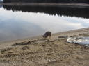 Filename=IMG_0451.JPG
Filesize=377KiB
Dimensions=2048x1536
Date added=Feb 01, 2018 IMG_0451.JPG