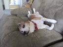 Filename=IMG_1045.JPG
Filesize=324KiB
Dimensions=2048x1536
Date added=Feb 01, 2018 IMG_1045.JPG