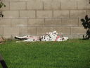 Filename=IMG_1046.JPG
Filesize=799KiB
Dimensions=2048x1536
Date added=Feb 01, 2018 IMG_1046.JPG