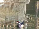 Filename=103_0015.JPG
Filesize=171KiB
Dimensions=1280x960
Date added=Feb 01, 2018 103_0015.JPG
