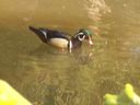 Filename=103_0016.JPG
Filesize=202KiB
Dimensions=1280x960
Date added=Feb 01, 2018 103_0016.JPG