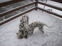 Filename=100_0655.JPG
Filesize=380KiB
Dimensions=2047x1534
Date added=Feb 01, 2018 100_0655.JPG