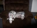 Filename=100_0697.JPG
Filesize=258KiB
Dimensions=2047x1534
Date added=Feb 01, 2018 100_0697.JPG