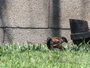 Filename=IMG_0008.JPG
Filesize=789KiB
Dimensions=2048x1536
Date added=Feb 01, 2018 IMG_0008.JPG