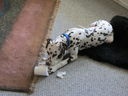 Filename=IMG_0010.JPG
Filesize=436KiB
Dimensions=2048x1536
Date added=Feb 01, 2018 IMG_0010.JPG