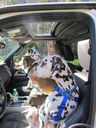 Filename=IMG_0054.JPG
Filesize=484KiB
Dimensions=1536x2048
Date added=Feb 01, 2018 IMG_0054.JPG