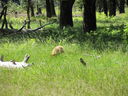 Filename=IMG_0056.JPG
Filesize=1050KiB
Dimensions=2048x1536
Date added=Feb 01, 2018 IMG_0056.JPG