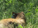 Filename=IMG_0058.JPG
Filesize=441KiB
Dimensions=2048x1536
Date added=Feb 01, 2018 IMG_0058.JPG