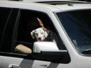 Filename=IMG_0064.JPG
Filesize=185KiB
Dimensions=2048x1536
Date added=Feb 01, 2018 IMG_0064.JPG