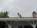 Filename=IMG_0721.jpg
Filesize=243KiB
Dimensions=2048x1536
Date added=Feb 01, 2018 IMG_0721.jpg