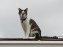 Filename=IMG_0722.jpg
Filesize=197KiB
Dimensions=2048x1536
Date added=Feb 01, 2018 IMG_0722.jpg