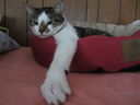 Filename=IMG_0725.jpg
Filesize=320KiB
Dimensions=2048x1536
Date added=Feb 01, 2018 IMG_0725.jpg