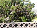 Filename=IMG_0779.jpg
Filesize=1154KiB
Dimensions=2048x1536
Date added=Feb 01, 2018 IMG_0779.jpg