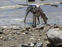 Filename=IMG_0814.JPG
Filesize=776KiB
Dimensions=2048x1536
Date added=Feb 01, 2018 IMG_0814.JPG