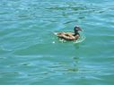 Filename=100_0276.JPG
Filesize=301KiB
Dimensions=2047x1534
Date added=Feb 01, 2018 100_0276.JPG