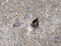 Filename=100_0306.JPG
Filesize=553KiB
Dimensions=2047x1534
Date added=Feb 01, 2018 100_0306.JPG