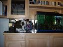 Filename=100_0929.JPG
Filesize=410KiB
Dimensions=2047x1534
Date added=Feb 01, 2018 100_0929.JPG