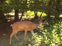 Filename=103_0116.JPG
Filesize=401KiB
Dimensions=2047x1534
Date added=Feb 01, 2018 103_0116.JPG