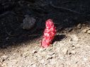 Filename=103_0126.JPG
Filesize=606KiB
Dimensions=2047x1534
Date added=Feb 01, 2018 103_0126.JPG