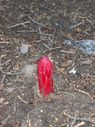 Filename=103_0150.JPG
Filesize=650KiB
Dimensions=1534x2047
Date added=Feb 01, 2018 103_0150.JPG