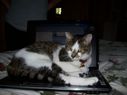 Filename=103_0164.JPG
Filesize=213KiB
Dimensions=2047x1534
Date added=Feb 01, 2018 103_0164.JPG