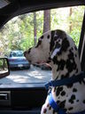 Filename=IMG_0085.JPG
Filesize=346KiB
Dimensions=1536x2048
Date added=Feb 01, 2018 IMG_0085.JPG