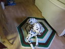Filename=IMG_0096.JPG
Filesize=381KiB
Dimensions=2048x1536
Date added=Feb 01, 2018 IMG_0096.JPG