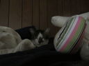 Filename=IMG_0154.JPG
Filesize=271KiB
Dimensions=2048x1536
Date added=Feb 01, 2018 IMG_0154.JPG