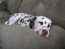 Filename=IMG_0167.JPG
Filesize=377KiB
Dimensions=2048x1536
Date added=Feb 01, 2018 IMG_0167.JPG