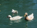 Filename=IMG_0183.JPG
Filesize=343KiB
Dimensions=2048x1536
Date added=Feb 01, 2018 IMG_0183.JPG