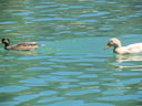 Filename=IMG_0184.JPG
Filesize=385KiB
Dimensions=2048x1536
Date added=Feb 01, 2018 IMG_0184.JPG
