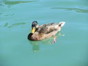 Filename=IMG_0185.JPG
Filesize=187KiB
Dimensions=2048x1536
Date added=Feb 01, 2018 IMG_0185.JPG