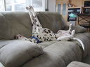 Filename=IMG_0306.JPG
Filesize=347KiB
Dimensions=2048x1536
Date added=Feb 01, 2018 IMG_0306.JPG