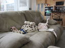 Filename=IMG_0307.JPG
Filesize=287KiB
Dimensions=2048x1536
Date added=Feb 01, 2018 IMG_0307.JPG